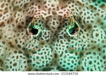 Close-up of a Round Stingray (Urolophus Halleri?? aka Hallers Round Ray), Catalina Islands, Costa Rica