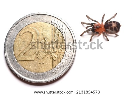 Closeup picture of a juvenile of the Venezuelan Dwarf Tiger Tarantula Cyriocosmus cf. leetzi (Araneae: Theraphosidae), photographed next to a two Euro coin for size comparison.
