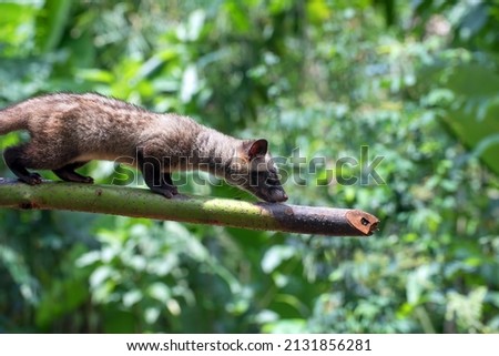 Close up photo of asian palm civet