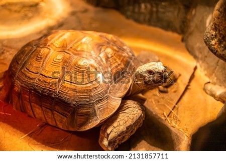 a large turtle basks under infrared lamps