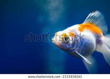 goldfish swim in the aquarium in search of food