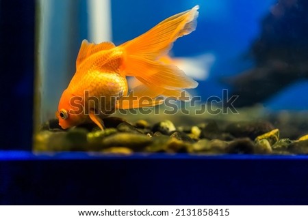 macro photography of an orange-colored goldfish that is in an aquarium