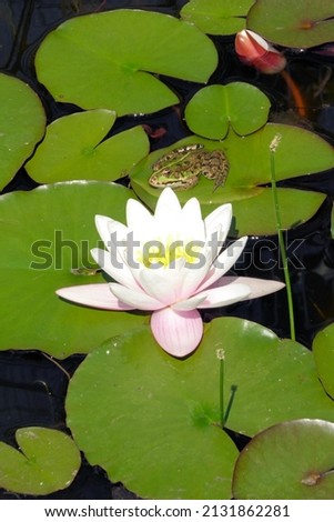Green frog on lily pad with pink water lily on a dark water pond . Little toad on a scenic frog king lake with water flower . Idyllic frog king in water well scene . Fairy tail toad on flower leaf .