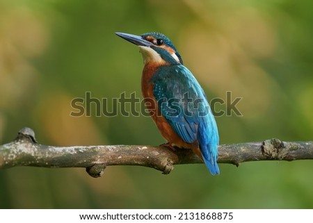Kingfisher observes in a stance on a mossy branch. Due to its beautiful color, it is called a flying gem.