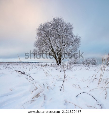 Calm winter landscape with lonely tree
