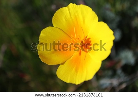Up close picture of yellow flower