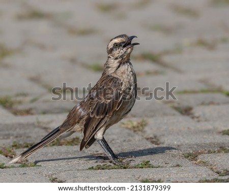 A mockingbird singing standing on the ground