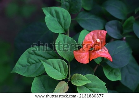 Close up image of orange color bougainvillea flower, image for mobile phone screen, display, wallpaper, screensaver, lock screen and background        