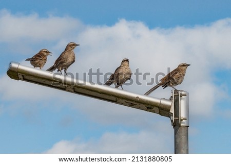 A bunch of birds perched on top of a lamp post