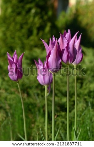bright purple tulips macro image