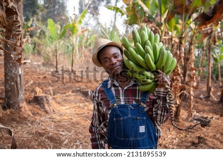 Young African farmer on his plantain plantation has just collected a bunch of plantains. Farmer at work Royalty-Free Stock Photo #2131895539