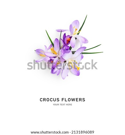 Crocus spring flowers. Floral arrangement with lilac crocuses on stem with leaves isolated on white background. Springtime themes. Top view, flat lay. Design element Royalty-Free Stock Photo #2131896089