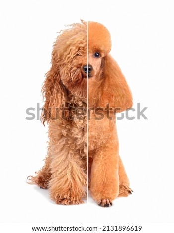 Collage of apricot toy poodle before and after grooming isolated on a white background Royalty-Free Stock Photo #2131896619