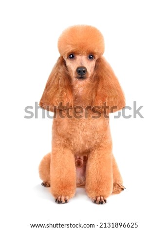 Beautiful apricot toy poodle in modern clip isolated on a white background Royalty-Free Stock Photo #2131896625