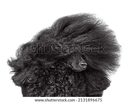 Close-up portrait of beautiful black poodle with blowing hair isolated on a white background Royalty-Free Stock Photo #2131896675