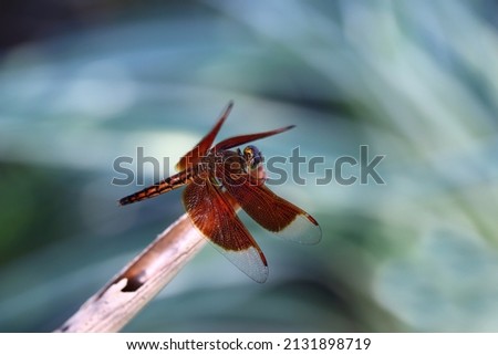Red dragonfly perching in a branch isolated on blurred background, image for mobile phone screen, display, wallpaper, screensaver, lock screen and background       