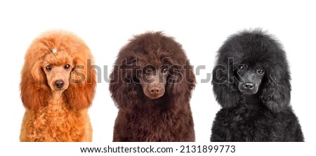 Group of funny toy black, apricot and chocolate poodle puppies sitting isolated on a white background Royalty-Free Stock Photo #2131899773