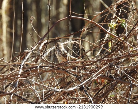 A song sparrow perched in a briar bush, in the Bombay Hook National Wildlife Refuge, Kent County, Delaware. Royalty-Free Stock Photo #2131900299