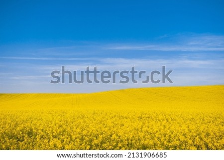 Landscape photography of rapeseed. Canola field and blue sky in background. Yellow flower with blue sky. Ukraine flag like picture. Royalty-Free Stock Photo #2131906685