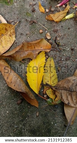 Dust, seeds, mango leaves, and withered red hibiscus flower and leaves on the cement street. Dry leaves as background.
