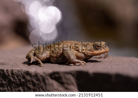 The close-up shot of a frog sitting on a stone