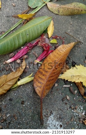 Dust, seeds, mango leaves, and withered red hibiscus flower amd leaves on the cement street. Dry leaves as background.