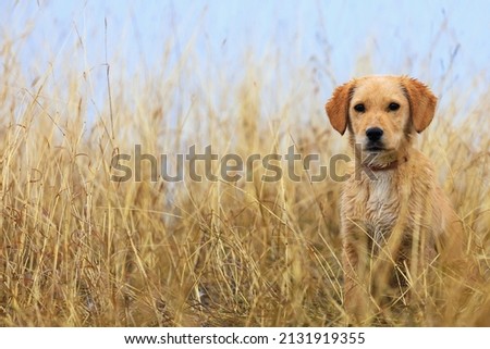 Cute dog outside the city in foggy winter weather. Nature background with selective focus