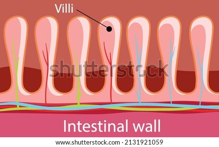 Diagram showing intestinal wall structure illustration