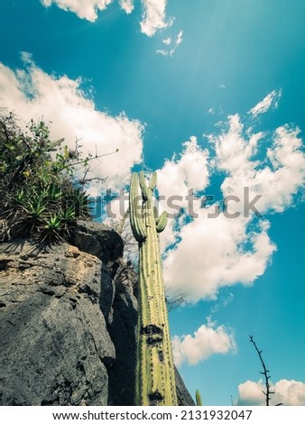 The vertical shot of high cactus
