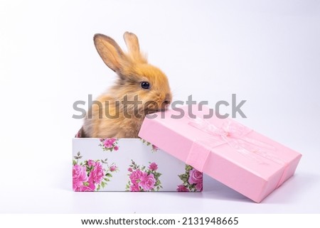 Lovely bunny easter fluffy brown rabbit with colorful flowers giftbox for celebration on special day on white background, 1 month old rabbit. Christmas, Birthday, valentine day concept.