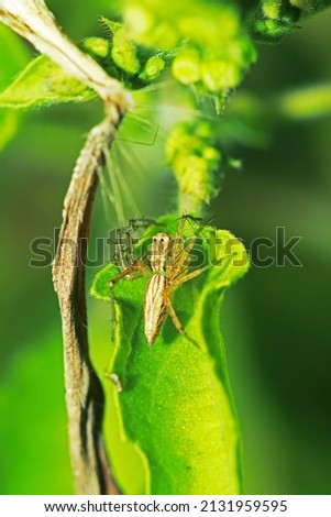 A link spider on green leaf