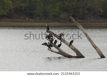 A closeup of cormorants perched on driftwood in a lake with a blurry background