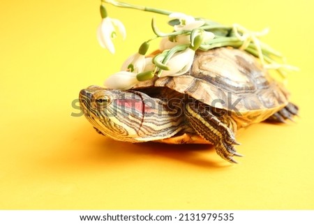 Congratulations on spring holidays: a cute turtle carries a bouquet of snowdrops, close-up, yellow background, space for text