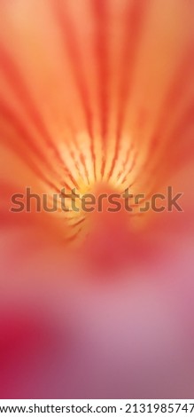 Texture Adenium flower close up photo