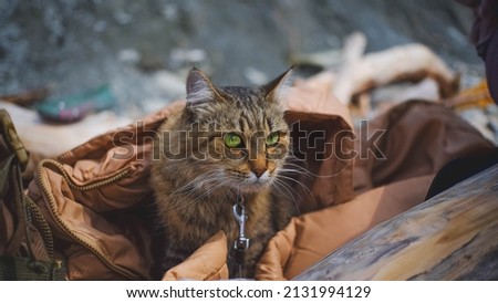 Siberian cat with a serious look on the background of stones Royalty-Free Stock Photo #2131994129