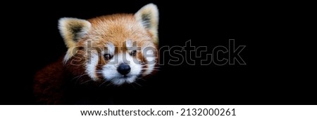 Template of a red panda with a black background