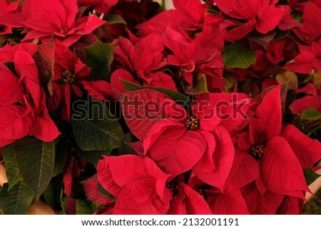 Close-up of red poinsettia flowers (Euphorbia pulcherrima). Red poinsettia, traditional colourful holiday pot plants, for sale in a garden centre. Group of red poinsettia plants. Royalty-Free Stock Photo #2132001191
