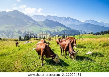 Cows in a mountain field. The Grand-Bornand, Haute-savoie, France Royalty-Free Stock Photo #2132022431