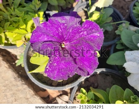 Main selected focus of purple and blue flower with blur and defocus leaf and background