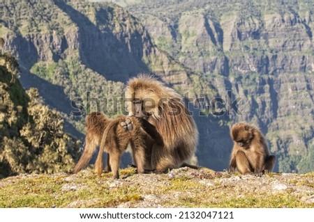 Gelada baboons (Theropithecus Gelada) grooming each other, Simien mountains national park, Amhara region, North Ethiopia