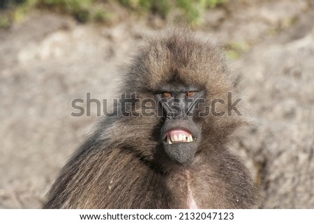 Gelada baboon (Theropithecus Gelada), Simien mountains national park, Amhara region, North Ethiopia