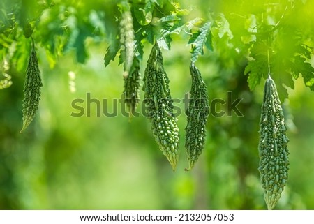 Green bitter melon, Bitter gourd or Bitter squash hanging from a tree on a vegetable farm. Fresh Bitter melon hanging on the garden. Shallow depth of field and Close-up view. Royalty-Free Stock Photo #2132057053