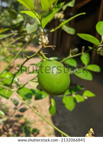 Lemon is a very beneficial fruit.  It has a lot of vitamin C.  Close-up picture of a lemon.  Its background is blur.  The midday sun is shining on the lemon.