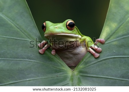 White-lipped tree frog (Litoria infrafrenata) on green leaves, white-lipped tree frog (Litoria infrafrenata) closeup Royalty-Free Stock Photo #2132081025