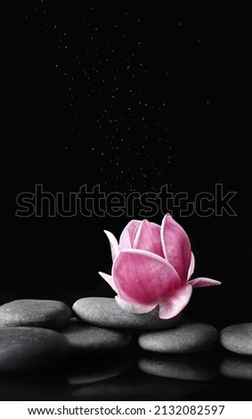 Beautiful pink magnolia flower on stones, concept of wellness spa treatments for the beauty of mind and body, massage, zen stone.
