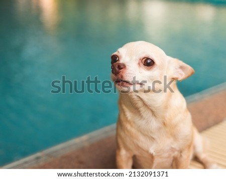 Portrait of brown short hair chihuahua dog  sitting by swimming pool, looking at camera.