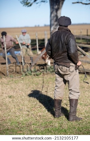 men working in corrals field with cattle