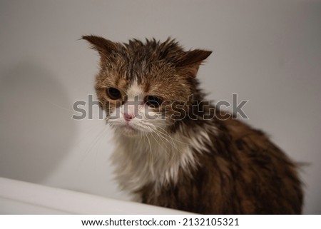 grumpy disheveled british tricolor cat sitting in a bathroom after washing Royalty-Free Stock Photo #2132105321