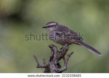The chalk-browed mockingbird or "Sabia-do-campo" perched on a tree. It's a typical bird from the south-central region of Brazil. Species Mimus saturninus. Birdwathching. Birding