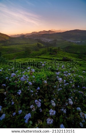 Awesome view of tea garden in Munnar, Morning sunrise image with flowers and nice mountain backgrounds, Kerala nature beauty picture, selective focus mage